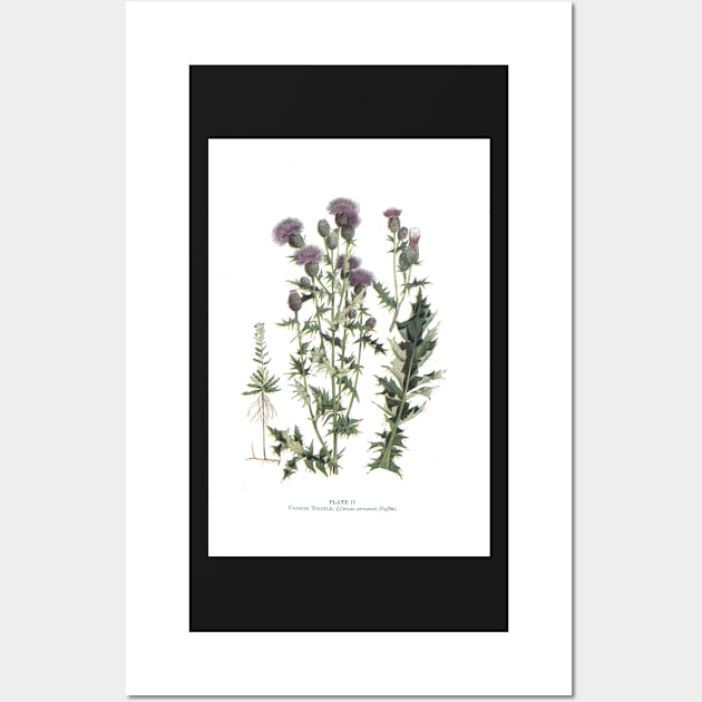 Canada Thistle Wall Art by IslandofdeDolls